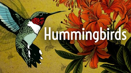 hummingbirds-5-incredible-species-to-observe-in-2024